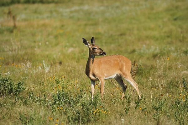 Deer, Custer State Park, Custer County, Black Hills, Western South Dakota, USA