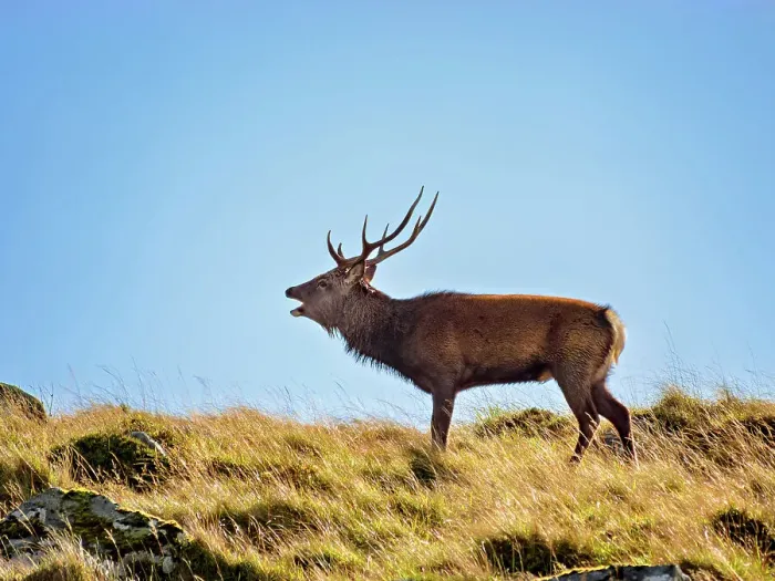 Framed Print : Deer at Glenealo Valley, Glendalough, County Wicklow, Ireland Framed Print : Deer at Glenealo Valley, Glendalough, County Wicklow, Ireland