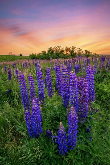 Framed Print : Deer in lupines at Fort Hill, Cape Cod, Eastham, Massachusetts, USA Framed Print : Deer in lupines at Fort Hill, Cape Cod, Eastham, Massachusetts, USA