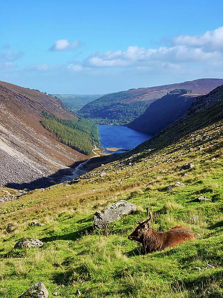 Deer with the Upper Lake in the background, Glendalough, County Wicklow, Ireland