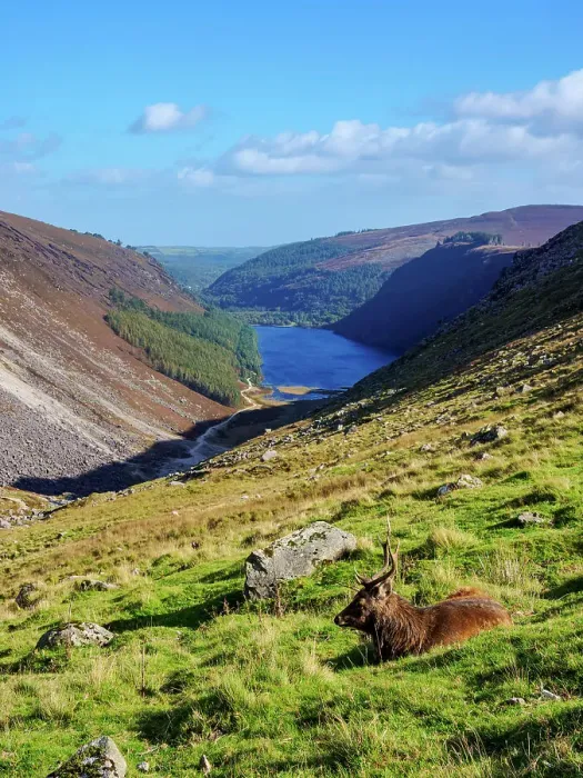Framed Print : Deer with the Upper Lake in the background, Glendalough, County Wicklow, Ireland Framed Print : Deer with the Upper Lake in the background, Glendalough, County Wicklow, Ireland