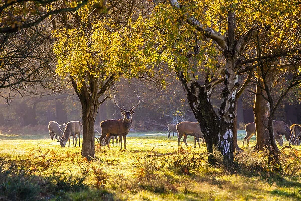 Deer in Windsor Great Park, Windsor, Berkshire, United Kingdom