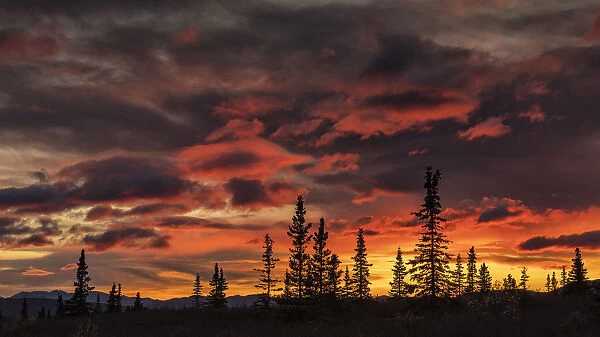 Denali National Park, Alaska, United States of America