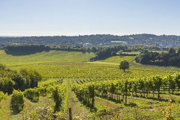 Denbies Wine Estate (Largest vineyard in England), North Downs Way, Dorking, Surrey