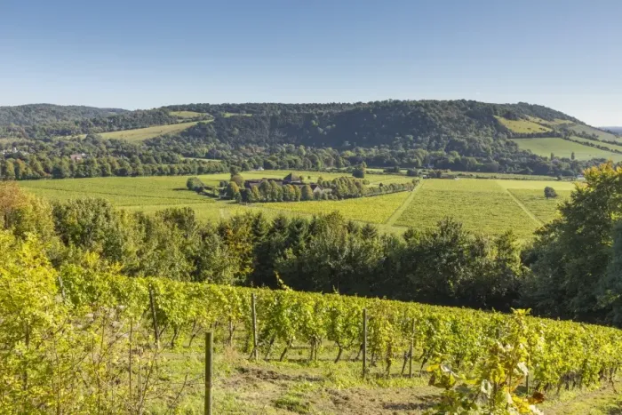 Framed Print : Denbies Wine Estate (Largest vineyard in England), North Downs Way, Dorking, Surrey Framed Print : Denbies Wine Estate (Largest vineyard in England), North Downs Way, Dorking, Surrey