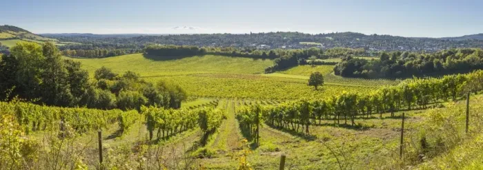 Framed Print : Denbies Wine Estate (Largest vineyard in England), North Downs Way, Dorking, Surrey Framed Print : Denbies Wine Estate (Largest vineyard in England), North Downs Way, Dorking, Surrey