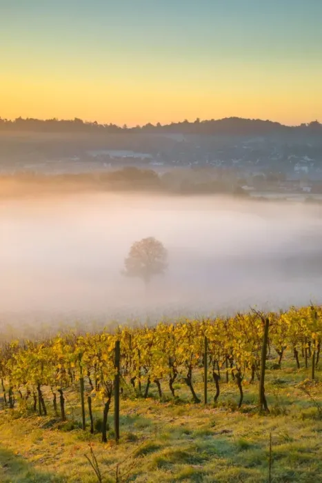 Framed Print : Denbies Wine Estate (Largest vineyard in England), North Downs Way, Dorking, Surrey Framed Print : Denbies Wine Estate (Largest vineyard in England), North Downs Way, Dorking, Surrey