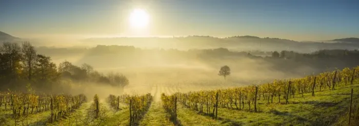 Framed Print : Denbies Wine Estate (Largest vineyard in England), North Downs Way, Dorking, Surrey Framed Print : Denbies Wine Estate (Largest vineyard in England), North Downs Way, Dorking, Surrey
