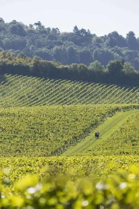 Framed Print : Denbies Wine Estate (Largest vineyard in England), North Downs Way, Dorking, Surrey Framed Print : Denbies Wine Estate (Largest vineyard in England), North Downs Way, Dorking, Surrey
