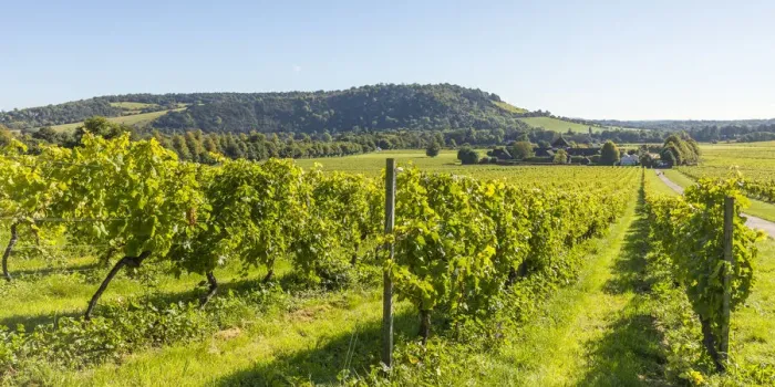 Framed Print : Denbies Wine Estate (Largest vineyard in England), North Downs Way, Dorking, Surrey Framed Print : Denbies Wine Estate (Largest vineyard in England), North Downs Way, Dorking, Surrey