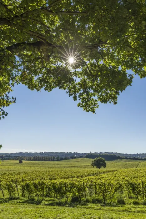 Framed Print : Denbies Wine Estate (Largest vineyard in England), North Downs Way, Dorking, Surrey Framed Print : Denbies Wine Estate (Largest vineyard in England), North Downs Way, Dorking, Surrey