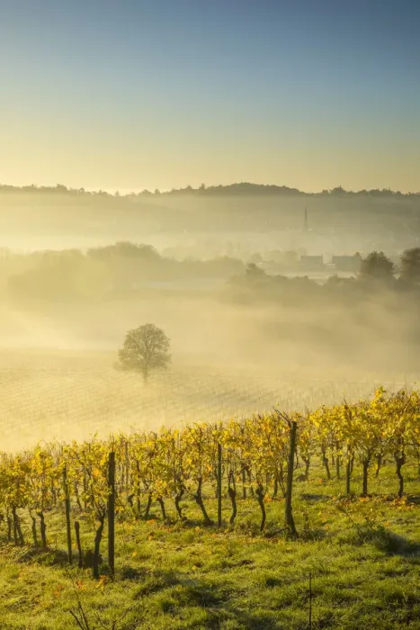 Framed Print : Denbies Wine Estate (Largest vineyard in England), North Downs Way, Dorking, Surrey Framed Print : Denbies Wine Estate (Largest vineyard in England), North Downs Way, Dorking, Surrey