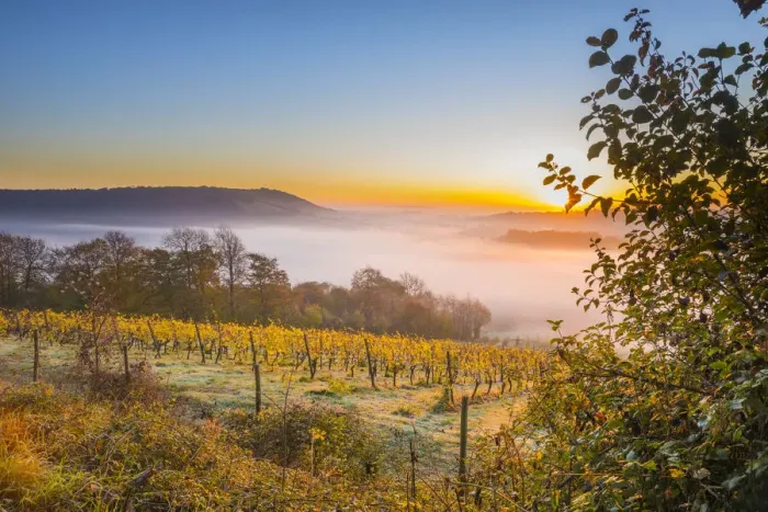 Framed Print : Denbies Wine Estate (Largest vineyard in England), North Downs Way, Dorking, Surrey Framed Print : Denbies Wine Estate (Largest vineyard in England), North Downs Way, Dorking, Surrey
