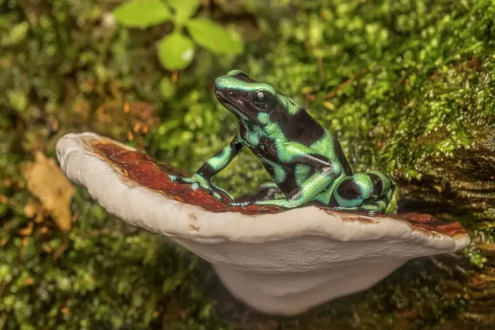 Framed Print : Dendrobates auratus sitting on bracket fungi, Boca Tapada, Costa Rica Framed Print : Dendrobates auratus sitting on bracket fungi, Boca Tapada, Costa Rica