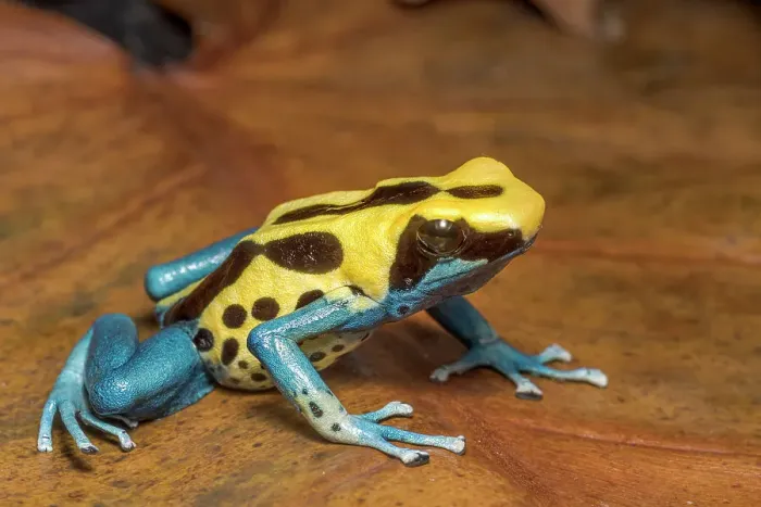 Framed Print : Dendrobates tinctorius Patricia is endemic to Suriname and Brazil - captive bred Framed Print : Dendrobates tinctorius Patricia is endemic to Suriname and Brazil - captive bred