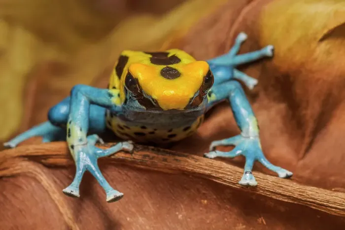 Framed Print : Dendrobates tinctorius Patricia, Ontario, Canada