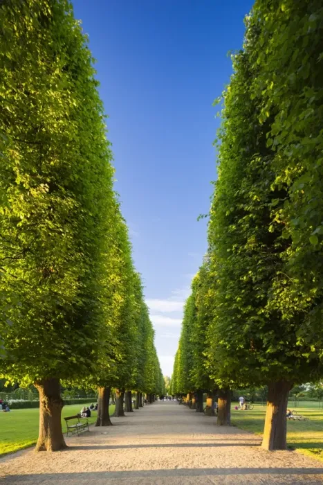 Framed Print : Denmark, Hillerod, Copenhagen. A tree-lined avenue in Kongens Have (The Kings Garden) Framed Print : Denmark, Hillerod, Copenhagen. A tree-lined avenue in Kongens Have (The Kings Garden)