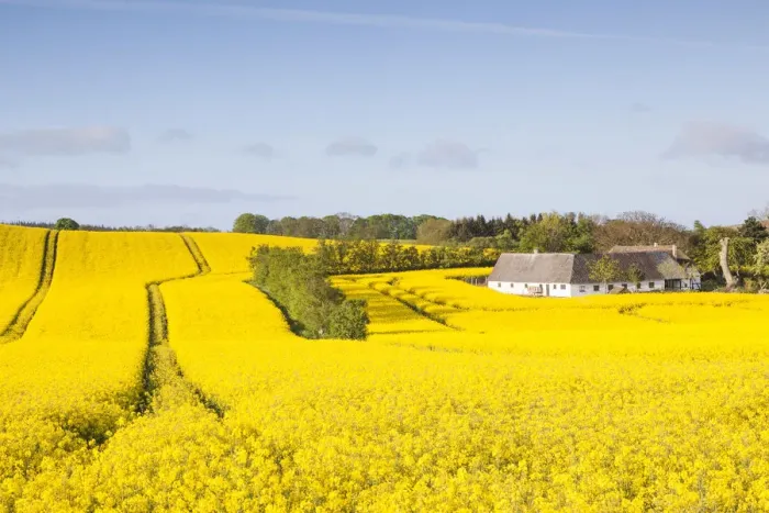 Framed Print : Denmark, Mon, Magleby, farm and rapeseed field, springtime, dawn Framed Print : Denmark, Mon, Magleby, farm and rapeseed field, springtime, dawn