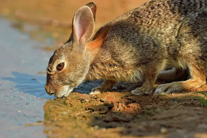 Framed Print : Desert, Audubon's cottontail (Sylvilagus audubonii) drinking at a pond, Rio Grande City, Texas, USA Framed Print : Desert, Audubon's cottontail (Sylvilagus audubonii) drinking at a pond, Rio Grande City, Texas, USA