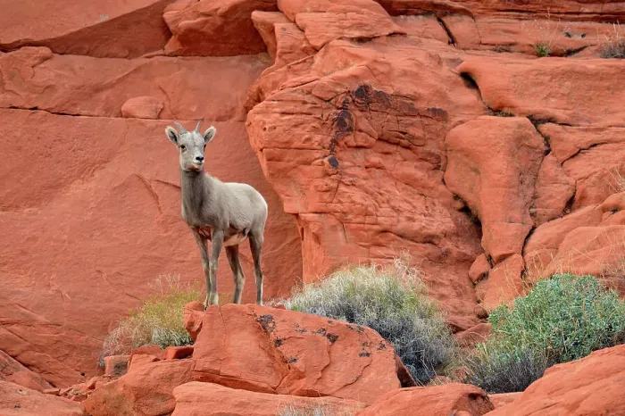 Framed Print : Desert Bighorn Sheep (Ovis canadensis), Valley of Fire State Park, Nevada, USA Framed Print : Desert Bighorn Sheep (Ovis canadensis), Valley of Fire State Park, Nevada, USA
