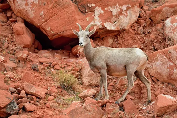 Framed Print : Desert Bighorn Sheep (Ovis canadensis), Valley of Fire State Park, Nevada, USA