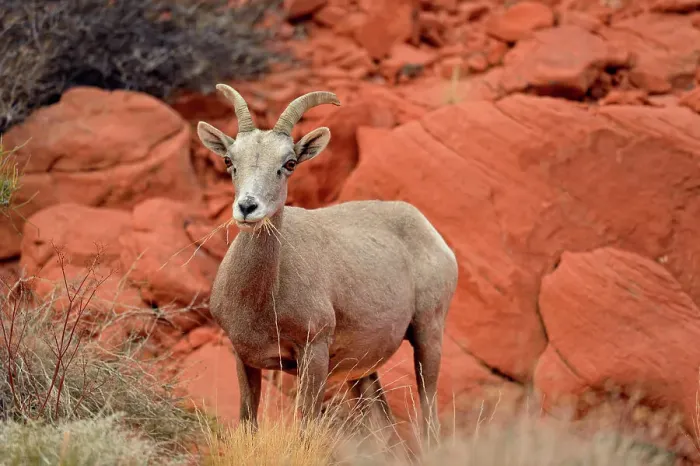 Framed Print : Desert Bighorn Sheep (Ovis canadensis), Valley of Fire State Park, Nevada, USA Framed Print : Desert Bighorn Sheep (Ovis canadensis), Valley of Fire State Park, Nevada, USA