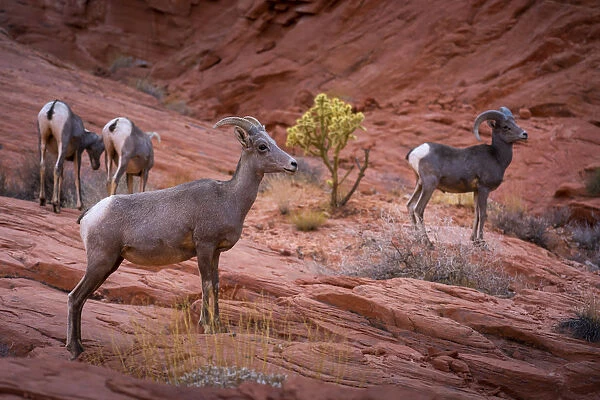 Desert bighorn sheep on rocks in Valley of Fire State Park, Nevada, Western United States