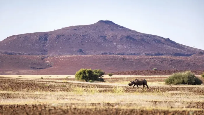 Framed Print : Desert Black Rhino, Damaraland, Namibia Framed Print : Desert Black Rhino, Damaraland, Namibia