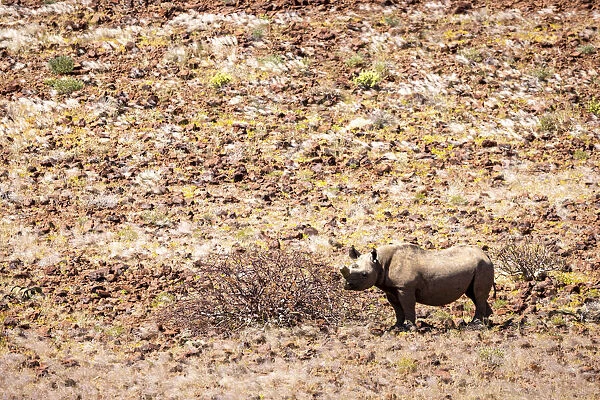 Desert Black Rhino, Damaraland, Namibia