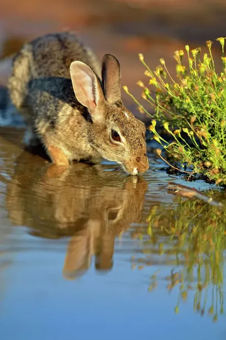 Framed Print : Desert Cottontail (Sylvilagus audobonii), Rio Grande City, Texas, USA Framed Print : Desert Cottontail (Sylvilagus audobonii), Rio Grande City, Texas, USA