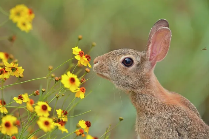 Framed Print : Desert Cottontail (Sylvilagus audobonii) Eating flower blossoms, Quinta Mazatlan, McAllen, Texas, USA Framed Print : Desert Cottontail (Sylvilagus audobonii) Eating flower blossoms, Quinta Mazatlan, McAllen, Texas, USA