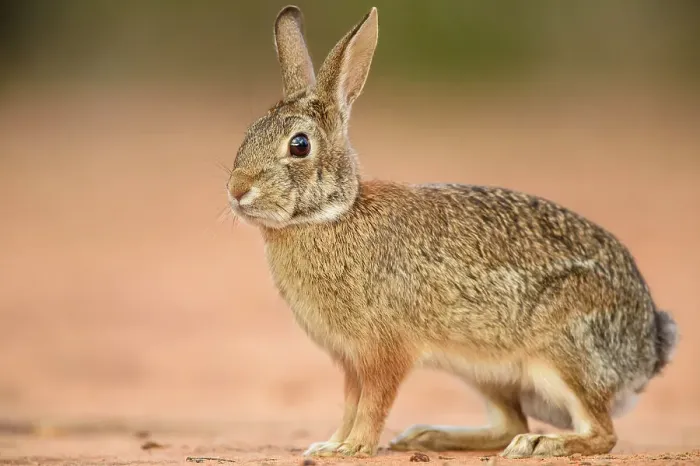 Framed Print : Desert cottontail (Sylvilagus audubonii), Santa Clara Ranch, Starr County, Texas, USA