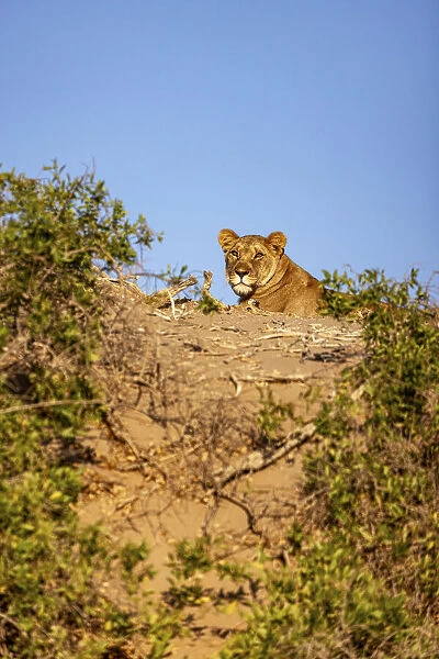 Desert Lion, Skeleton Coast National Park, Namibia