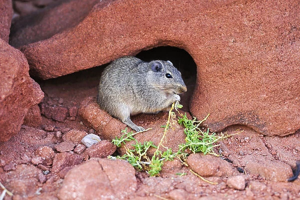 Desert rat feeding, Twyfelfontein, UNESCO World Heritage Site, Damaraland, Namibia