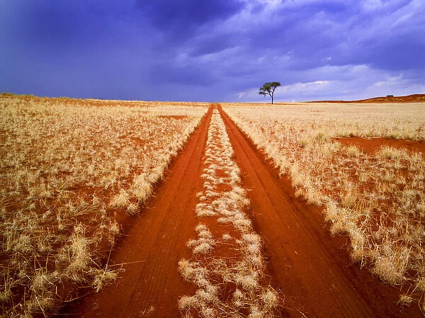 Desert Track & Tree, Namibia, Africa