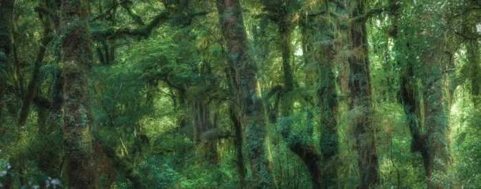 Framed Print : Details of the trees and branches in the forest in the Fjordland National Park Framed Print : Details of the trees and branches in the forest in the Fjordland National Park