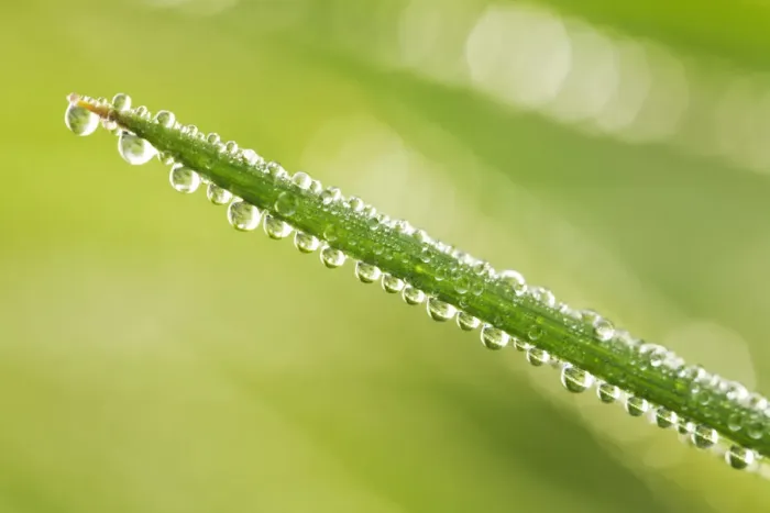 Framed Print : Dew Drops on Grass, Norfolk, England Framed Print : Dew Drops on Grass, Norfolk, England