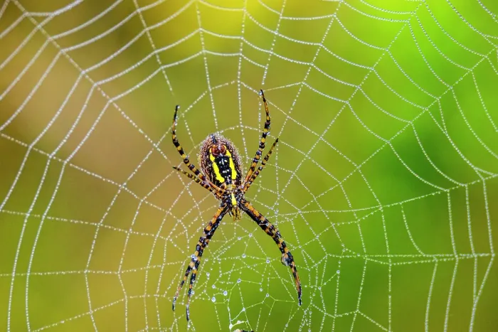 Framed Print : Dewy orb web, with banded garden spider (Argiope trifasciata), Guelph Lakes Conservation Area, Ontario, Canada Framed Print : Dewy orb web, with banded garden spider (Argiope trifasciata), Guelph Lakes Conservation Area, Ontario, Canada