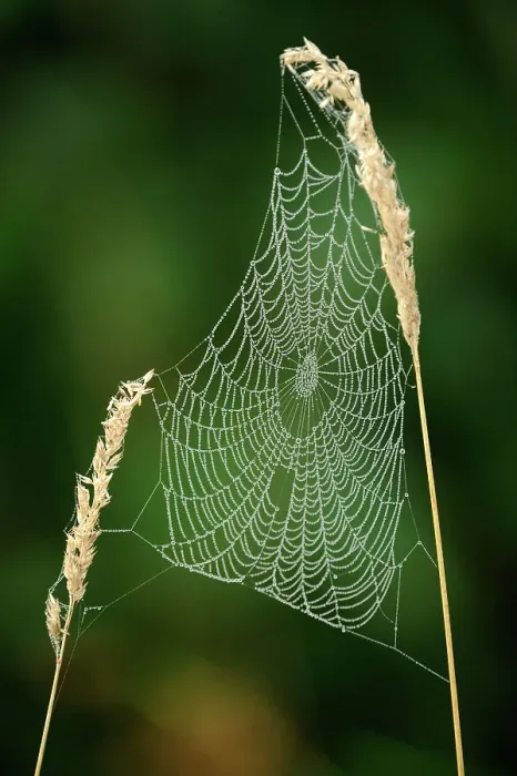 Framed Print : Dewy orb web constructed in stalk of grass, Lively, Ontario, Canada Framed Print : Dewy orb web constructed in stalk of grass, Lively, Ontario, Canada