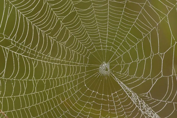 Framed Print : Dewy orb web, Estero Llano Grande State Park, Weslaco, Texas, USA Framed Print : Dewy orb web, Estero Llano Grande State Park, Weslaco, Texas, USA