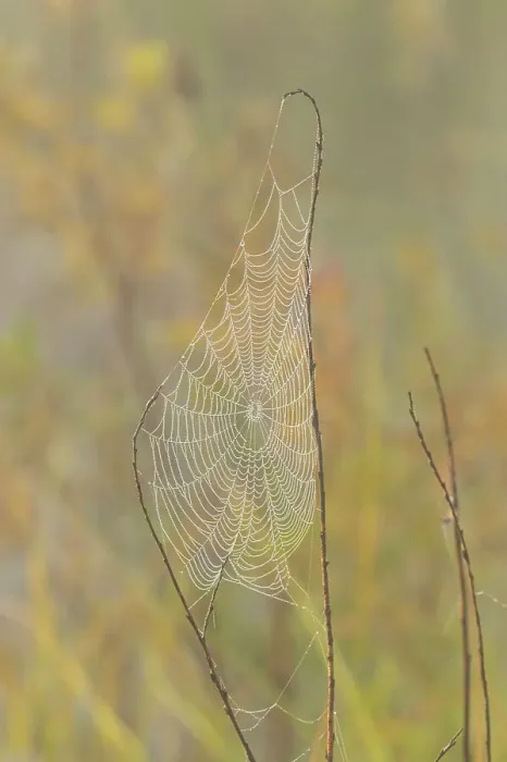 Framed Print : Dewy orb webs near a beaver pond, Greater Sudbury, Ontario, Canada