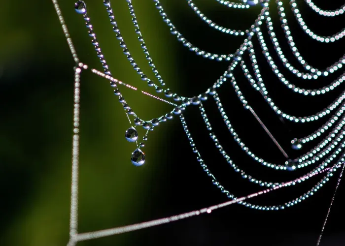 Framed Print : Dewy spider web, Sudbury, Ontario, Canada Framed Print : Dewy spider web, Sudbury, Ontario, Canada