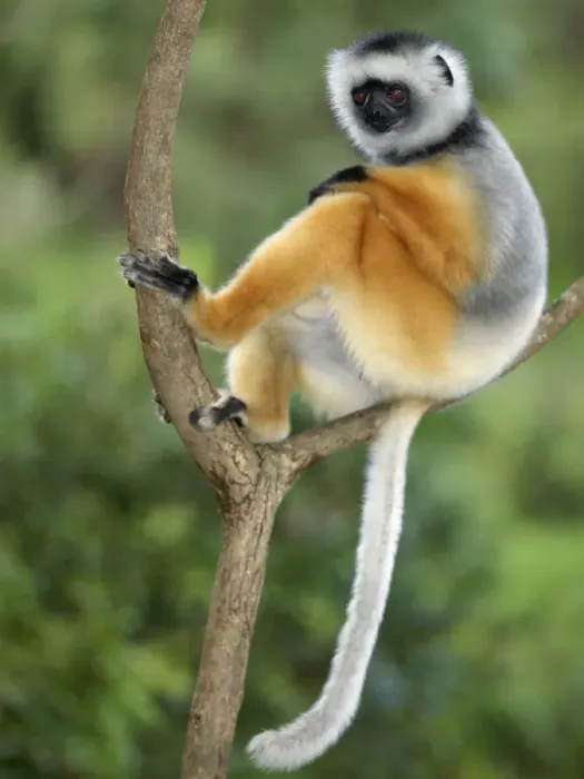 Framed Print : A diademed sifaka Framed Print : A diademed sifaka