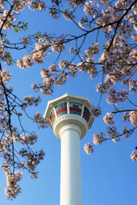 Framed Print : Diamond (Busan) Tower and spring blossom in Yongdusan Park, Busan, South Korea Framed Print : Diamond (Busan) Tower and spring blossom in Yongdusan Park, Busan, South Korea