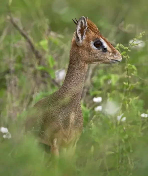Framed Print : A diminutive Kirks dikdik in Kenyas Tsavo West National Park Framed Print : A diminutive Kirks dikdik in Kenyas Tsavo West National Park