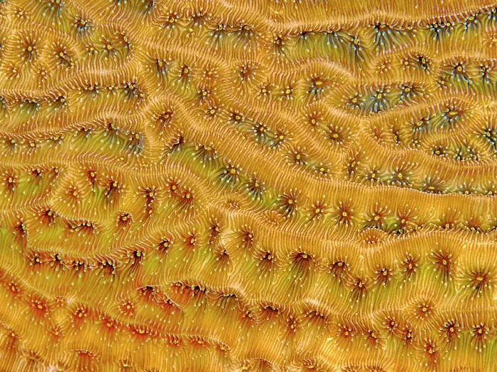 Framed Print : Dimpled Sheet Coral (Agaricia grahamae), Grand Cayman, Cayman Islands, British West Indies Framed Print : Dimpled Sheet Coral (Agaricia grahamae), Grand Cayman, Cayman Islands, British West Indies