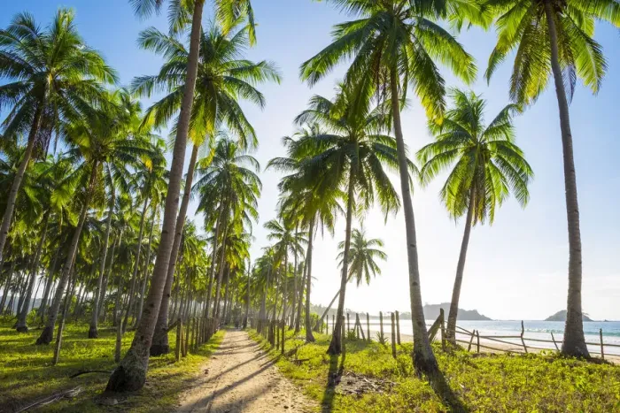 Framed Print : Dirt path through a palm tree plantation at Nacpan Beach, El Nido, Palawan, Philippines Framed Print : Dirt path through a palm tree plantation at Nacpan Beach, El Nido, Palawan, Philippines