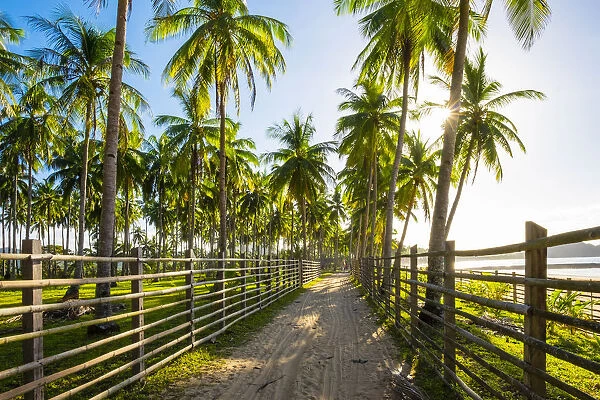 Dirt path through a palm tree plantation at Nacpan Beach, El Nido, Palawan, Philippines
