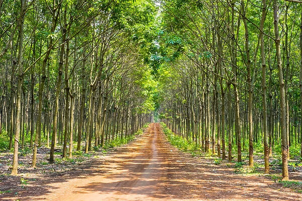 Dirt road through a rubber tree (Hevea brasiliensis) plantation on the Bolaven Plateau