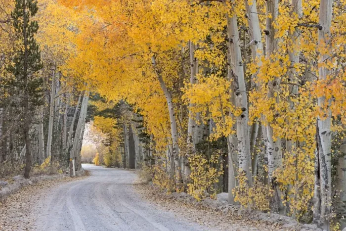 Framed Print : Dirt road winding through a tree tunnel, Bishop, California, USA. Autumn (October) Framed Print : Dirt road winding through a tree tunnel, Bishop, California, USA. Autumn (October)
